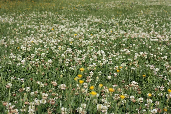 Flowering lawn — Stock Photo, Image