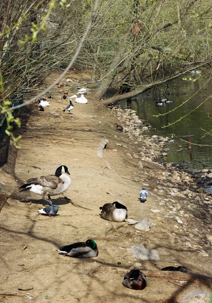 Enten auf dem Teich — Stockfoto