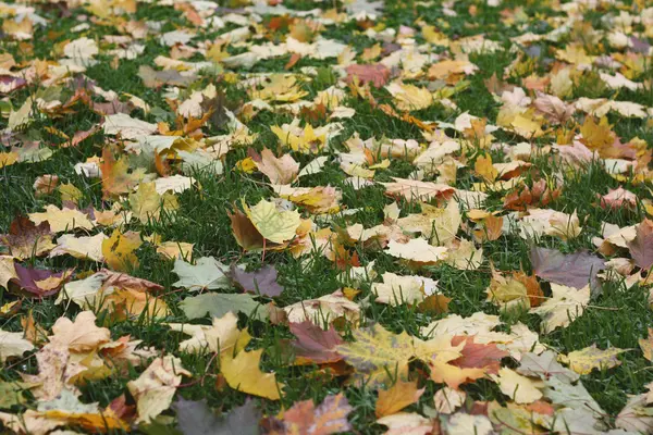 Folhas de bordo no gramado de grama — Fotografia de Stock