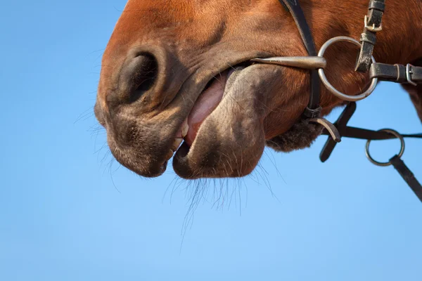 Cabeza de caballo en el fondo del cielo —  Fotos de Stock