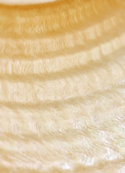 Masy perłowej z żółte łuki — Zdjęcie stockowe