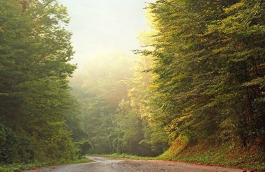 Forest Road