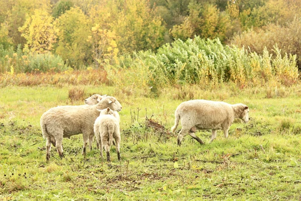Pecore al pascolo — Foto Stock