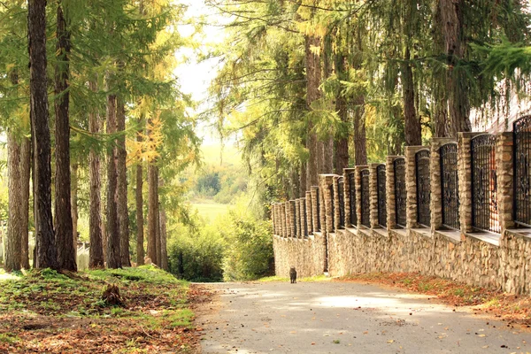 Route de campagne en automne — Photo