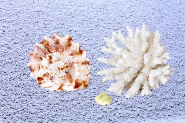 Coral and shells — Stock Photo, Image