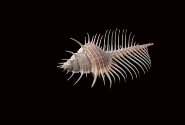 Siyah arkaplanda deniz kabuğu