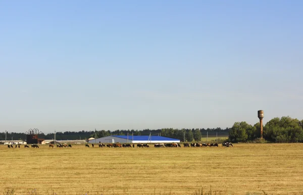 Sommarlandskap med kor — Stockfoto