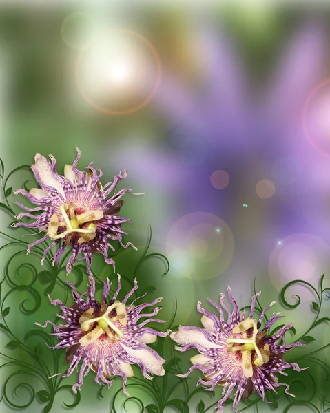 Passion blommor abstrakt — Stockfoto