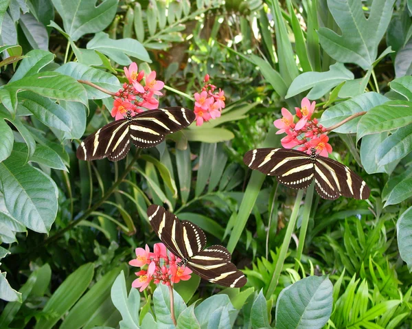 Fjärilar zebra longwing — Stockfoto