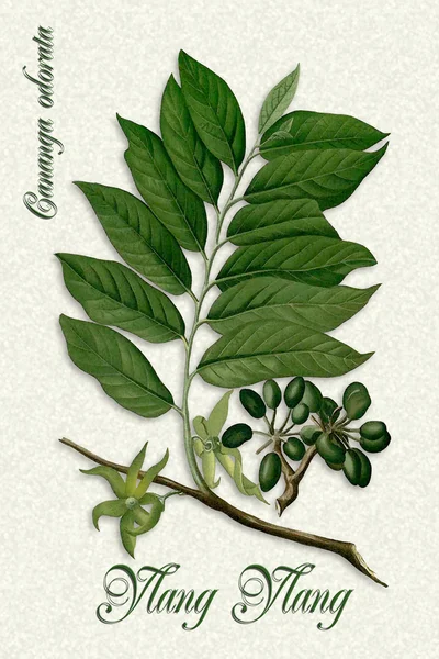 Botanical illustration of Ylang Ylang Stock Picture