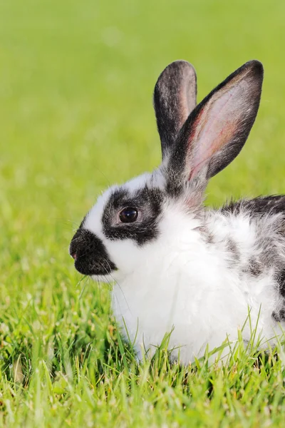 Rabbit — Stock Photo, Image