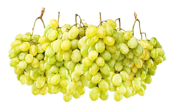 Спелый зеленый виноград висит на белом — стоковое фото