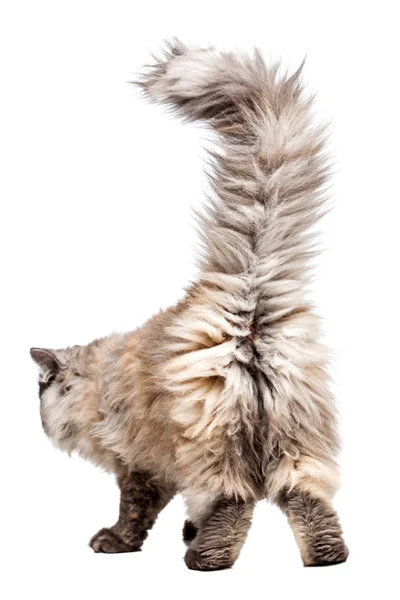 Persial кішка Chincilla — стокове фото