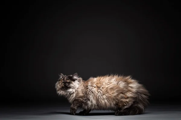 Chincilla persial 猫 — ストック写真