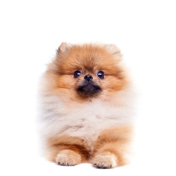 Zverg spets, pomeranian — Stockfoto