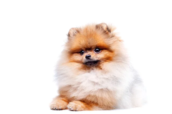 Zverg spets, pomeranian — Stockfoto