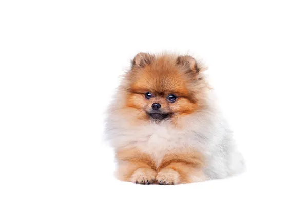 Zverg Spitz, Pomeranian — Stock Photo, Image