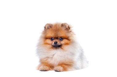 Zverg Spitz, Pomeranian
