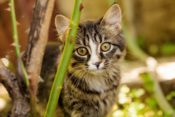 在户外的小猫 — 图库照片