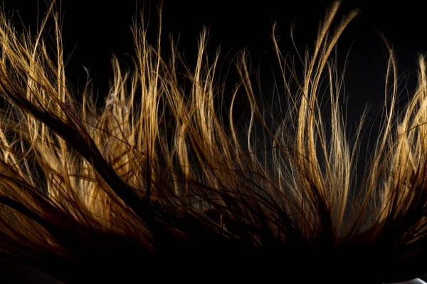 Streszczenie Tekstury Wietrznych Włosów Podświetlana Sylwetka Ciemnym Tle — Zdjęcie stockowe