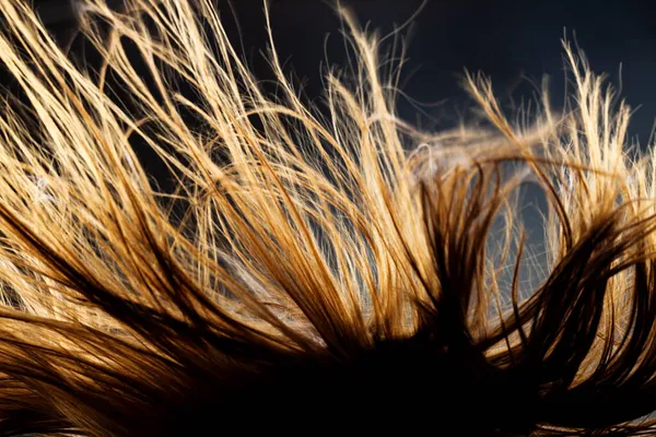 要旨風の強い髪の質感 暗い背景にバックライト付きシルエット — ストック写真