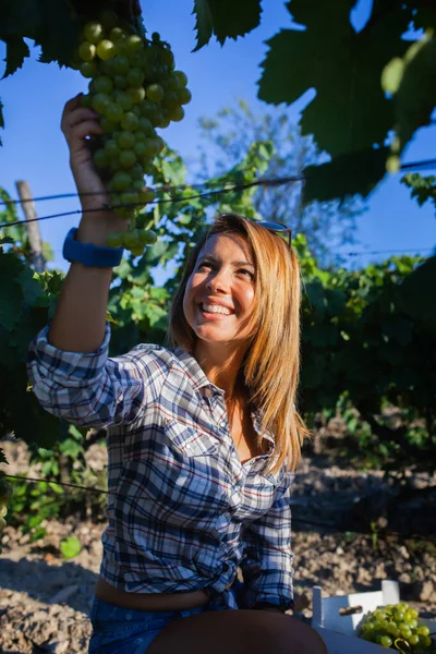 Mooie Vrouw Die Rijpe Groene Druiven Oppikt Oogstseizoen Een Wijngaardveld — Stockfoto