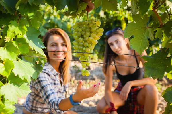 Leuke Meisjes Die Rijpe Groene Druiven Oppikken Oogstseizoen Een Wijngaardveld — Stockfoto
