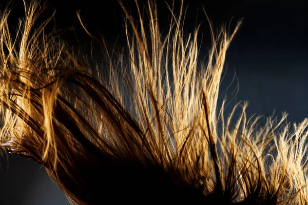 Textura Cabelo Ventoso Abstrato Sílhueta Retroiluminada Fundo Escuro — Fotografia de Stock