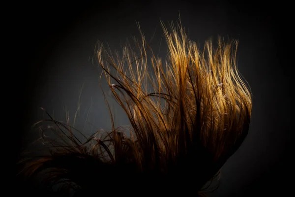 Texture Abstraite Des Cheveux Venteux Silhouette Rétroéclairée Sur Fond Sombre — Photo