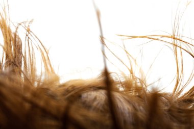 Rüzgarlı saçlar. Beyaz arkaplandaki tüyleri özetle.