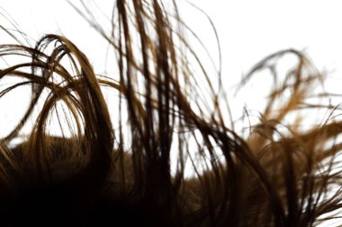 Rüzgarlı saçlar. Beyaz arkaplandaki tüyleri özetle.