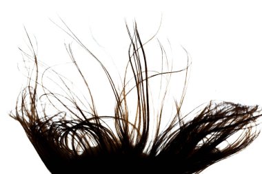 Soyut rüzgarlı saç dokusu. Beyaz arkaplanda arkaplan aydınlatma silueti.