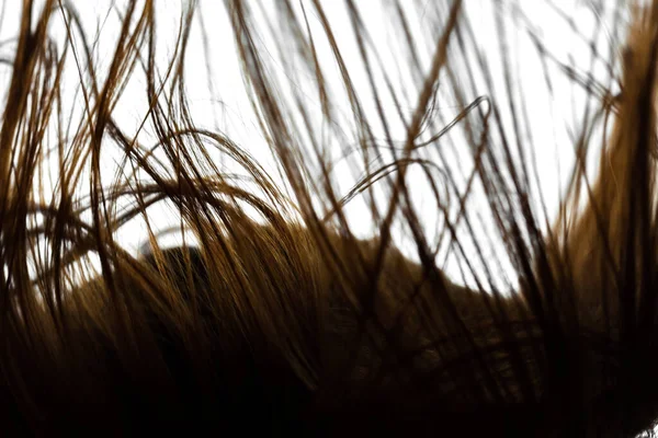 Texture Abstraite Des Cheveux Venteux Silhouette Rétroéclairée — Photo