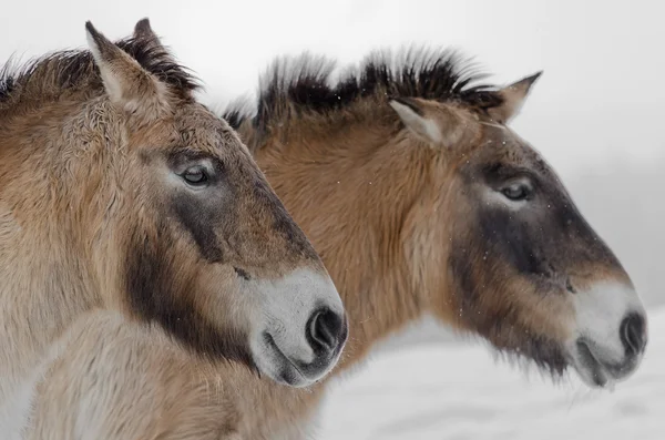 Wild horses — Stock Photo, Image