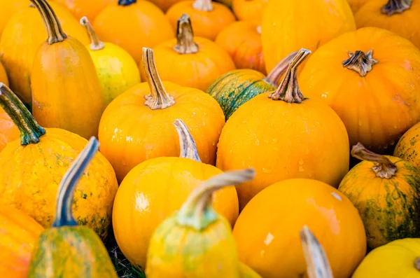 Pumpkins — Stock Photo, Image