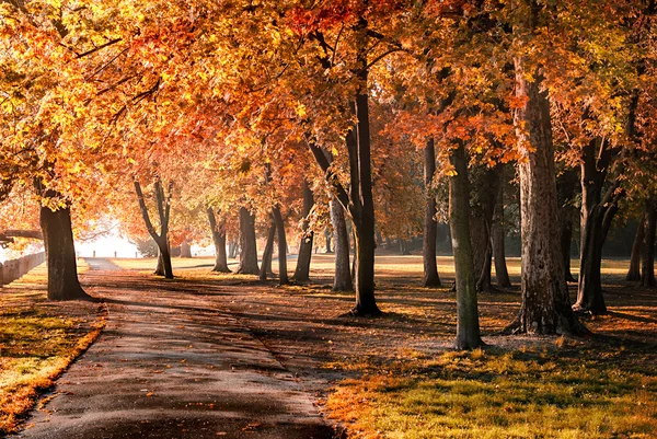 Parkta sonbahar — Stok fotoğraf