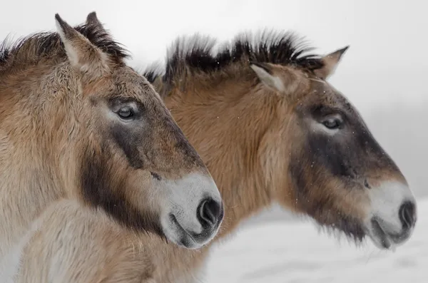 Przewalski коней — стокове фото