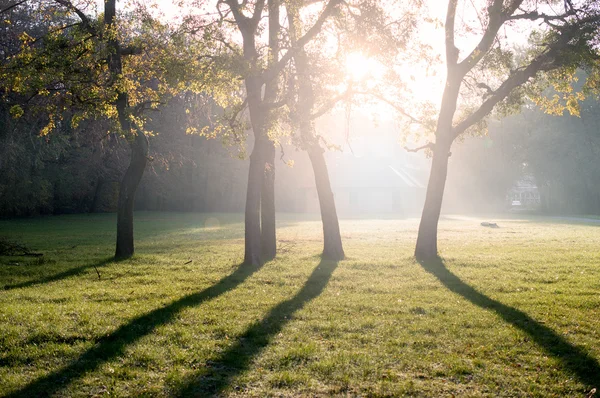 Bomen in de rijzende zon — Stockfoto