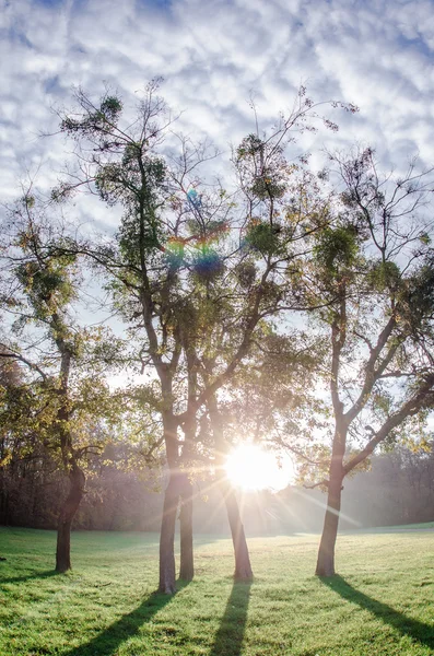 Träd i den uppgående solen — Stockfoto