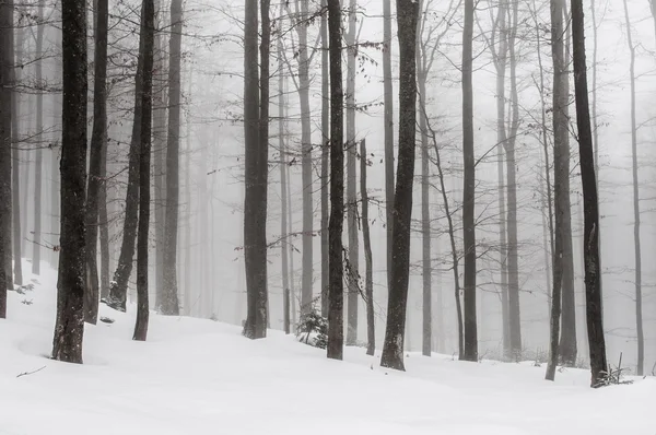 Forêt d'hiver — Photo