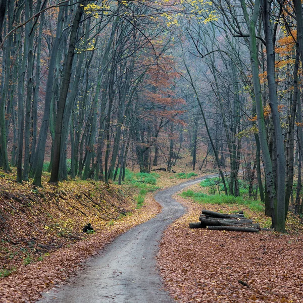 Wald — Stockfoto