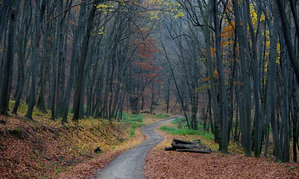 Forest — Stock Photo, Image