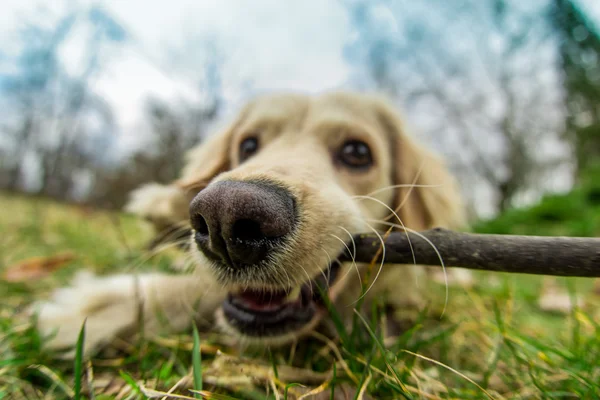 Chewing the stick — Stock Photo, Image