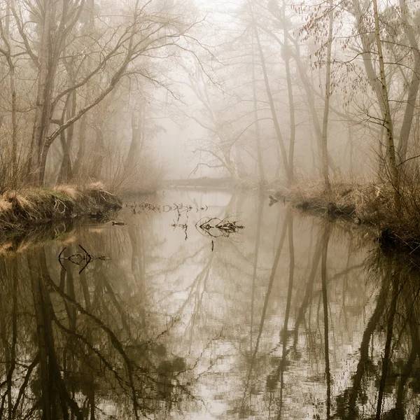 Mlhavá bažina — Stock fotografie