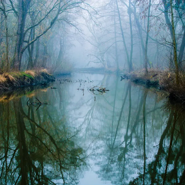 Mglisty bagno — Zdjęcie stockowe