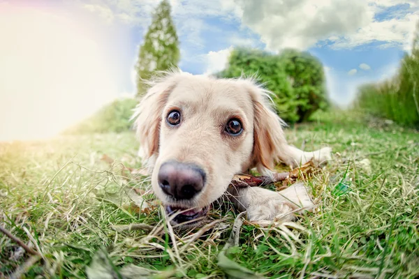 Cão bonito — Fotografia de Stock