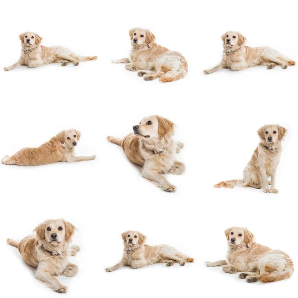Collection of nine cute dog — Stock Photo, Image