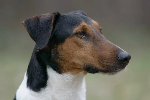 Portrait mignon de chien — Photo