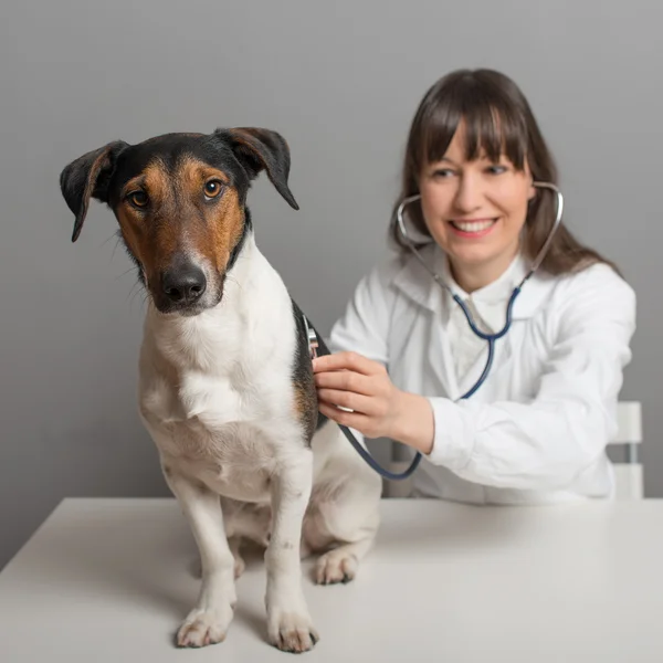 stock image Vet Checkup