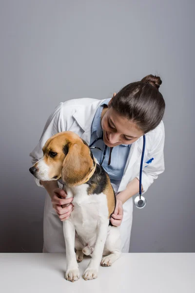 Animal health professional — Stock Photo, Image